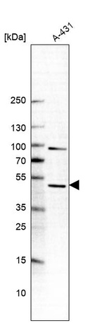 Western blot analysis in human cell line A-431.