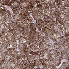 Immunohistochemical staining of human adrenal gland shows high expression.