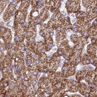 Immunohistochemical staining of human liver using Anti-HSDL2 antibody HPA042890.