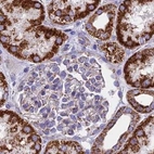 Immunohistochemical staining of human kidney using Anti-HSDL2 antibody HPA042890.
