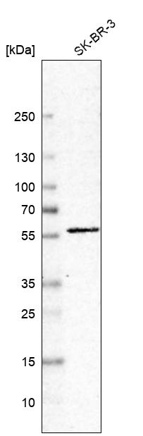 Anti-C7orf26 Antibody