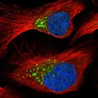 Immunofluorescent staining of human cell line U-2 OS shows localization to the Golgi apparatus & vesicles.