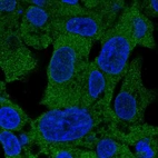 Immunofluorescent staining of human cell line Hep G2 shows localization to cytosol.