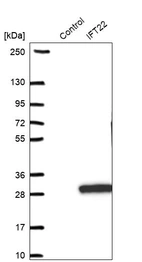 Western blot analysis in control (vector only transfected HEK293T lysate) and IFT22 over-expression lysate (Co-expressed with a C-terminal myc-DDK tag (~3.1 kDa) in mammalian HEK293T cells, LY411566).