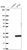 Anti-IFT22 Antibody