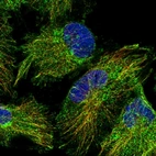 Immunofluorescent staining of human cell line U-251 MG shows localization to cytosol & microtubules.