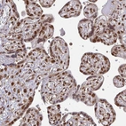Immunohistochemical staining of human placenta shows strong nuclear positivity in trophoblastic cells.