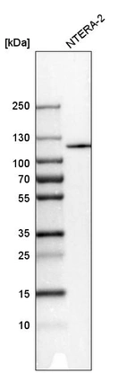 Western blot analysis in human cell line NTERA-2.