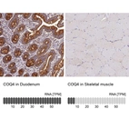 Anti-COQ4 Antibody