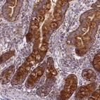 Immunohistochemical staining of human small intestine shows strong granular cytoplasmic positivity in glandular cells.