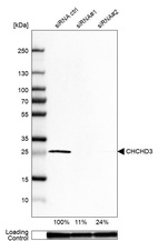 Anti-CHCHD3 Antibody