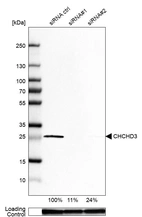 Western blot analysis in U-87MG ATCC cells transfected with control siRNA, target specific siRNA probe #1 and #2, using Anti-CHCHD3 antibody. Remaining relative intensity is presented. Loading control: Anti-GAPDH.