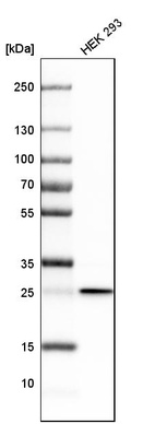 Western blot analysis in human cell line HEK 293.
