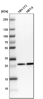 Western blot analysis in mouse cell line NIH-3T3 and rat cell line NBT-II.