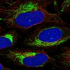 Immunofluorescent staining of human cell line U-2 OS shows localization to mitochondria.