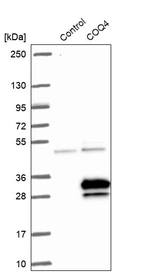 Western blot analysis in control (vector only transfected HEK293T lysate) and COQ4 over-expression lysate (Co-expressed with a C-terminal myc-DDK tag (~3.1 kDa) in mammalian HEK293T cells, LY414232).