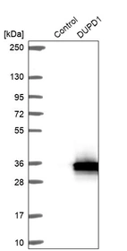 Western blot analysis in control (vector only transfected HEK293T lysate) and DUPD1 over-expression lysate (Co-expressed with a C-terminal myc-DDK tag (~3.1 kDa) in mammalian HEK293T cells, LY424030).