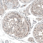 Immunohistochemical staining of human testis shows weak to moderate nuclear positivity in cells in seminiferous ducts.