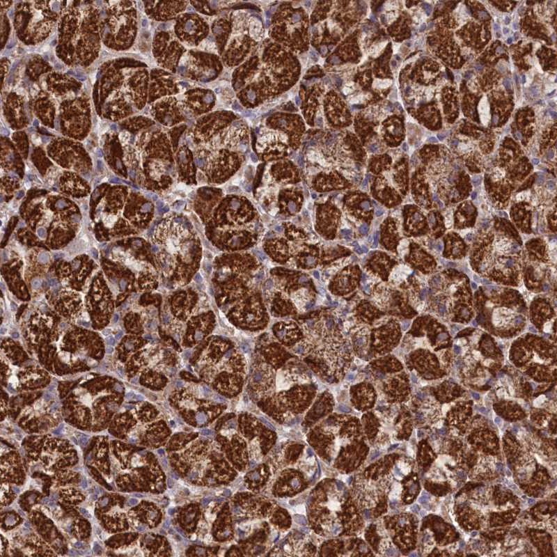 Anti-PRR25 Antibody