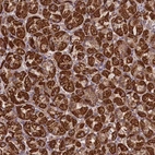 Anti-PRR25 Antibody