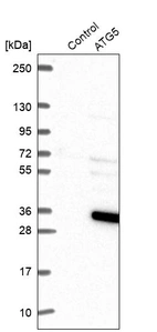 Western blot analysis in control (vector only transfected HEK293T lysate) and ATG5 over-expression lysate (Co-expressed with a C-terminal myc-DDK tag (~3.1 kDa) in mammalian HEK293T cells, LY401532).