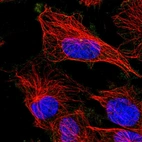 Immunofluorescent staining of human cell line U-251 MG shows localization to centrosome.