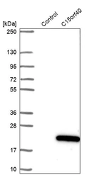 Western blot analysis in control (vector only transfected HEK293T lysate) and C15orf40 over-expression lysate (Co-expressed with a C-terminal myc-DDK tag (~3.1 kDa) in mammalian HEK293T cells, LY408238).