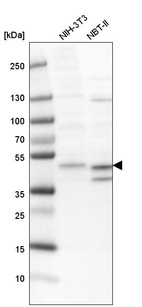 Western blot analysis in mouse cell line NIH-3T3 and rat cell line NBT-II.