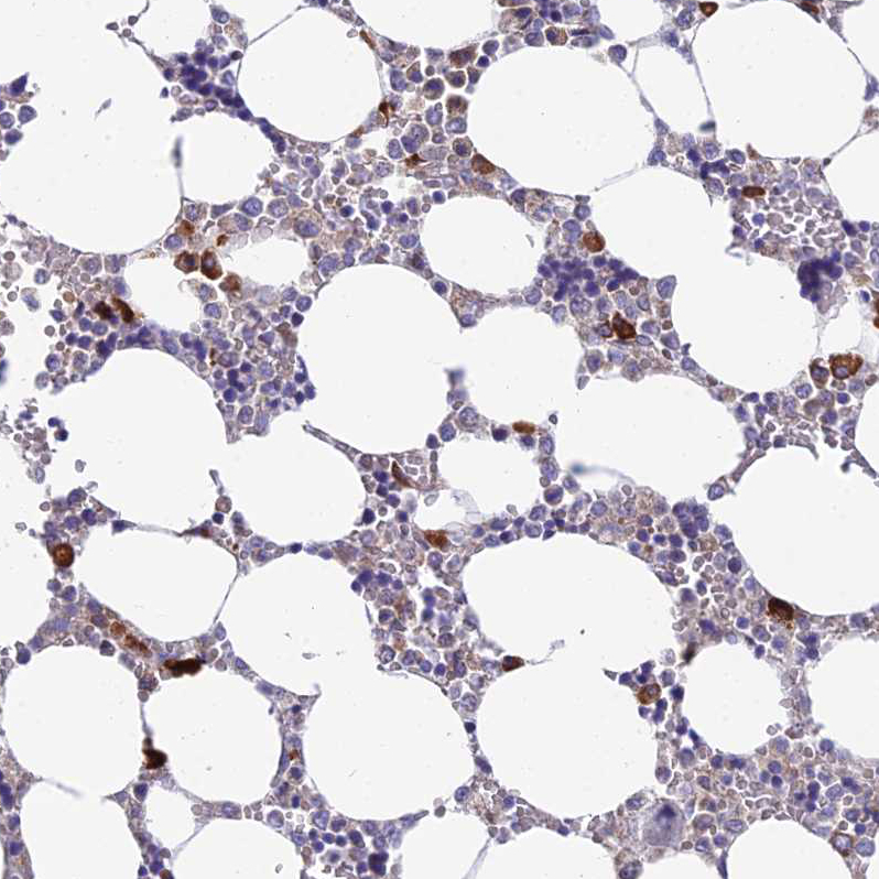 Anti-NLRP12 Antibody
