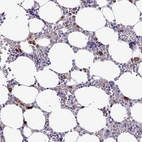 Anti-NLRP12 Antibody