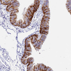 Anti-NLRP12 Antibody