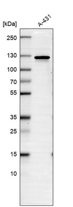 Western blot analysis in human cell line A-431.