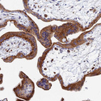 Immunohistochemical staining of human placenta shows strong granular cytoplasmic positivity in trophoblastic cells.