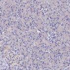 Immunohistochemical staining of human pancreas shows very weak positivity in exocrine glandular cells as expected.