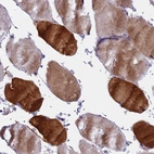 Immunohistochemical staining of human skeletal muscle shows high expression.