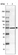 Anti-CCDC173 Antibody