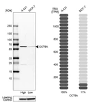 Western blot analysis in human cell lines A-431 and MCF-7 using Anti-CCT6A antibody. Corresponding CCT6A RNA-seq data are presented for the same cell lines. Loading control: Anti-GAPDH.