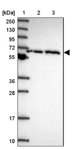 Lane 1: Marker [kDa] 250, 130, 95, 72, 55, 36, 28, 17, 10_br/_Lane 2: Human cell line RT-4_br/_Lane 3: Human cell line U-251 MG
