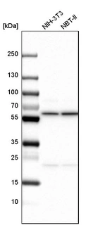 Western blot analysis in mouse cell line NIH-3T3 and rat cell line NBT-II.