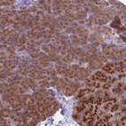 Anti-ANAPC1 Antibody