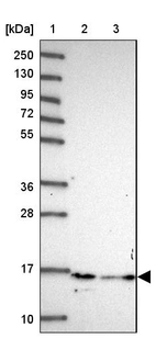 Lane 1: Marker [kDa] 250, 130, 95, 72, 55, 36, 28, 17, 10_br/_Lane 2: Human cell line RT-4_br/_Lane 3: Human cell line U-251 MG