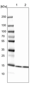 Lane 1: NIH-3T3 cell lysate (Mouse embryonic fibroblast cells)_br/_Lane 2: NBT-II cell lysate (Rat Wistar bladder tumour cells)