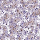 Immunohistochemical staining of human liver using Anti-CASC4 antibody HPA043015.