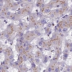Immunohistochemical staining of human liver using Anti-CASC4 antibody HPA043015.
