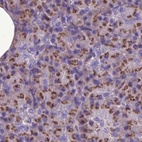 Immunohistochemical staining of human pancreas using Anti-CASC4 antibody HPA043015.