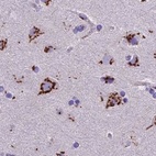 Immunohistochemical staining of human cerebral cortex using Anti-CASC4 antibody HPA043015.