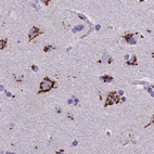 Immunohistochemical staining of human cerebral cortex using Anti-CASC4 antibody HPA043015.