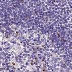 Immunohistochemical staining of human lymph node using Anti-CASC4 antibody HPA043015.
