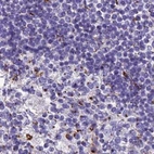Immunohistochemical staining of human lymph node using Anti-CASC4 antibody HPA043015.