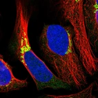Immunofluorescent staining of human cell line U-2 OS shows localization to the Golgi apparatus.